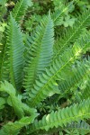Sword Fern & Northern Holly Ferns