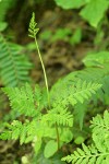 Rattlesnake Fern