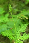 Rattlesnake Fern