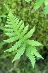 Northern Beech Fern