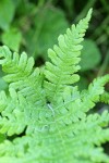 Northern Beech Fern foliage detail