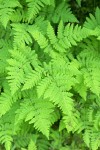 Western Oak Fern