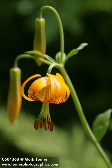 Columbia Lily blossom & buds detail