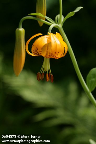Columbia Lily blossom & buds detail