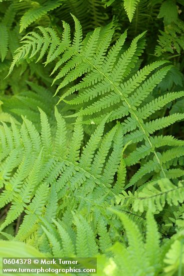 Mountain Fern (Queen's-veil Maiden Fern)