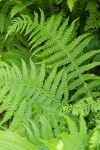 Mountain Fern (Queen's-veil Maiden Fern)