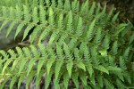 Anderson's Sword Fern (Anderson's Hollyfern)
