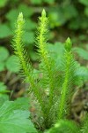 Chinese Clubmoss (Pacific Fir-moss)