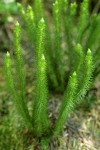 Chinese Clubmoss (Pacific Fir-moss)