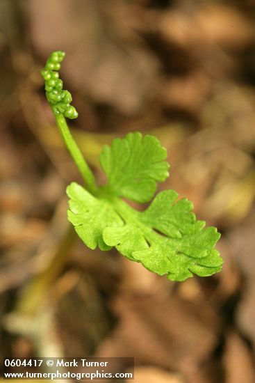 Northwest Moonwort