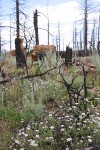 Three-nerved Daisies among burned forest on Wilson Mesa