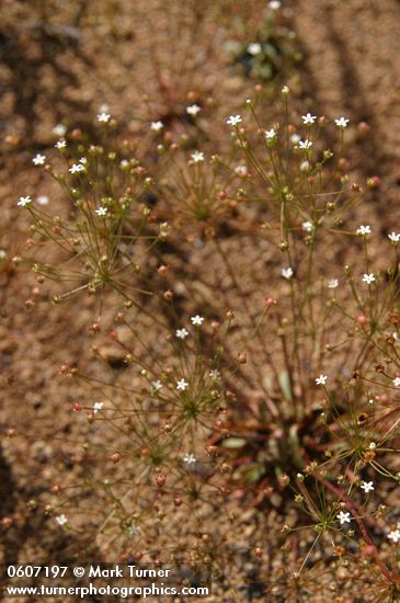 Northern Rock Jasmine