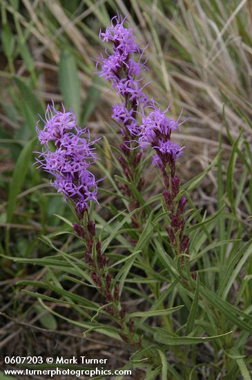 Dotted Gayfeather (Dotted Blazing Star)