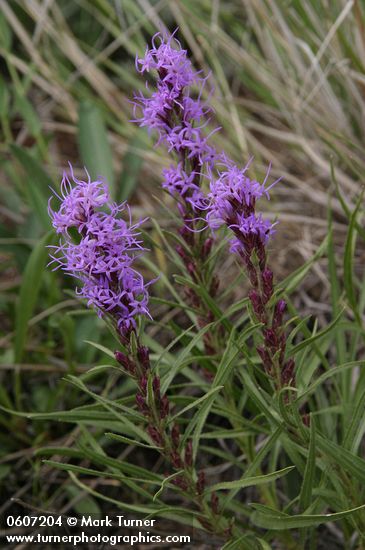 Dotted Gayfeather (Dotted Blazing Star)
