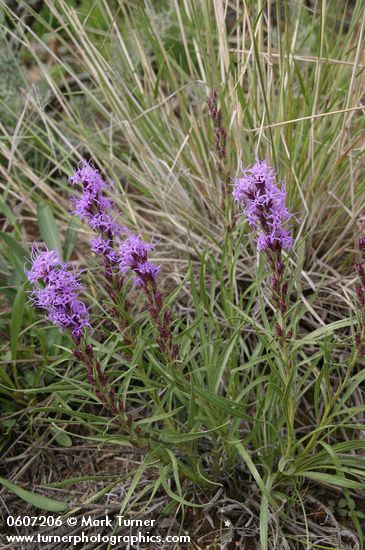 Dotted Gayfeather (Dotted Blazing Star)
