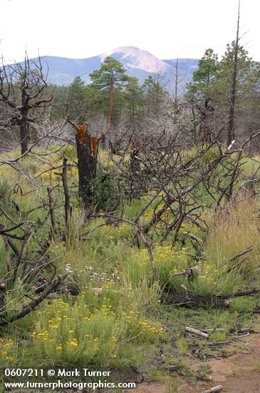 Hairy False Goldenasters among burned trees w/ Baldy Mtn. bkgnd