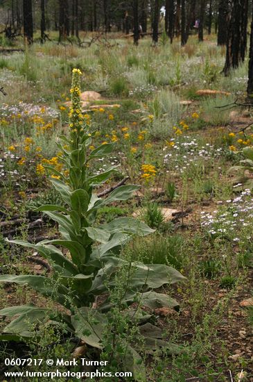 Common Mullein stands above grasses, Three-nerved Daisies, Narrow Goldenrod w/ burned forest bkgnd