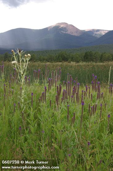 New Mexico Vervain (MacDougal Verbena) & Pale Thistle on Wilson Mesa w/ Baldy Mtn. bkgnd under storm clouds
