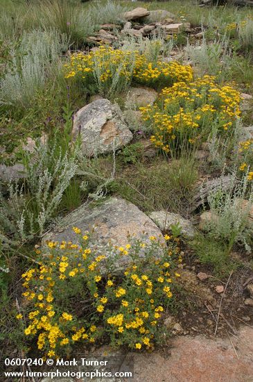 Hairy False Goldenasters among lichen-covered sandstone