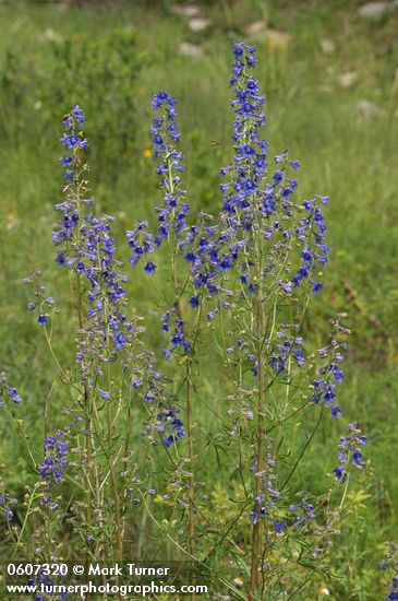 Rocky Mountain Larkspur