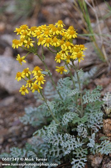 Fendler's Ragwort (Notchleaf Groundsel) along Copper Park to Baldy Tr