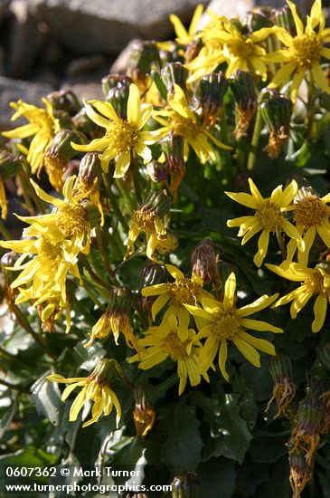 Dandelion Butterweed (Dandelion Ragwort)