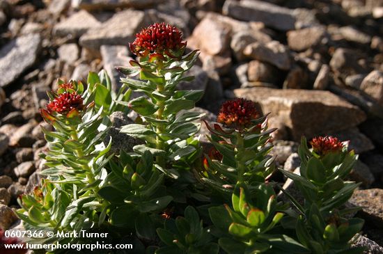 King's Crown Sedum among alpine scree