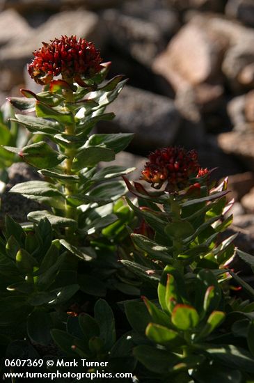 King's Crown Sedum blossoms & foliage