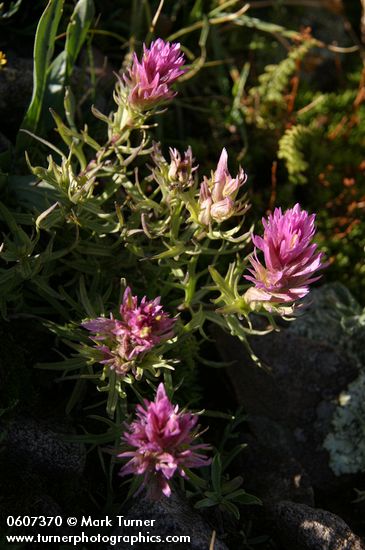 Purple Paintbrush (Hayden's Paintbrush)