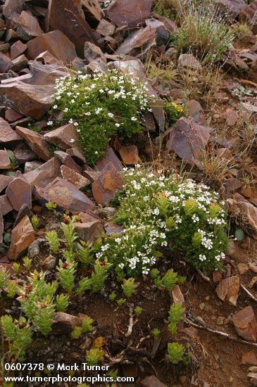 Alpine Sandwort among alpine scree w/ King's Crown Sedum, Dandelion Ragwort