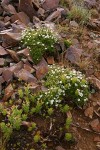 Alpine Sandwort among alpine scree w/ King's Crown Sedum, Dandelion Ragwort