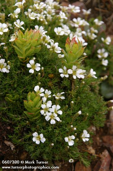 Alpine Sandwort