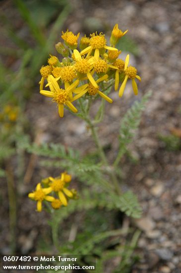 Notchleaf Groundsel (Fendler's Ragwort)