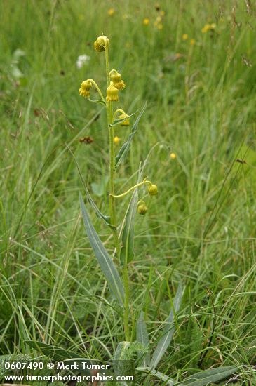 Nodding Groundsel in meadow