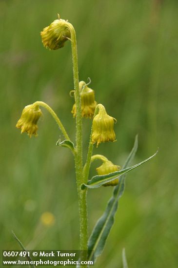 Nodding Groundsel blossoms