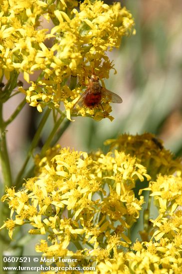 Red Bee on Sawtooth Butterweed blossoms