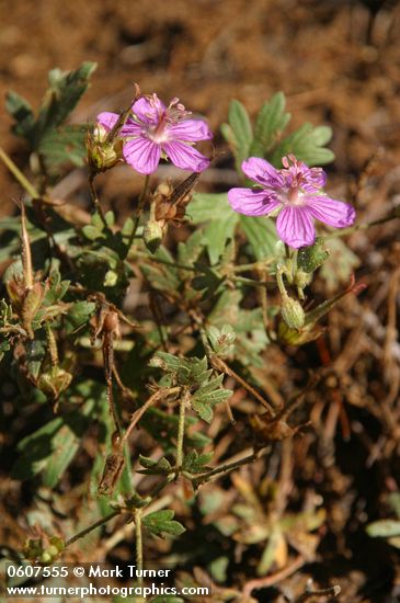 Purple Geraniums (Pineywoods Geraniums)