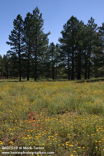 Ponderosa Pines around meadow of Hairy False Goldenaster, Scarlet Gilia