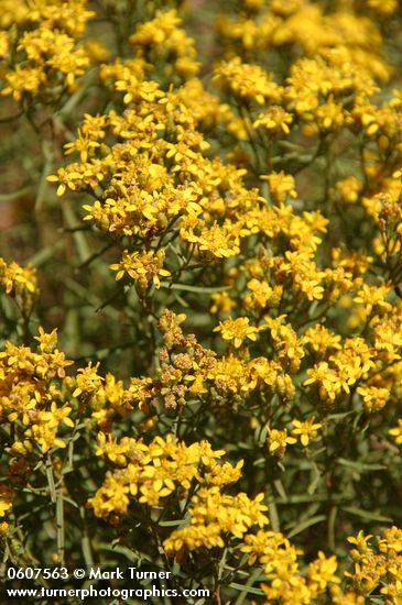 Broom Snakeweed blossoms & foliage