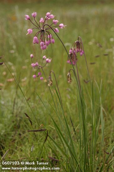 Nodding Onion