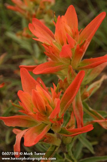 Foothills Paintbrush (Wholeleaf Paintbrush) bracts & blossoms detail