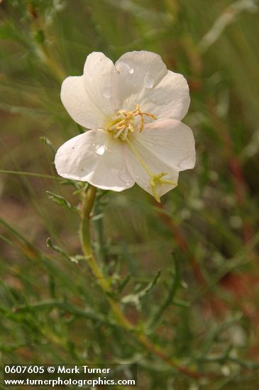 Prairie Evening Primrose (Whitest Evening Primrose) blossom & foliage