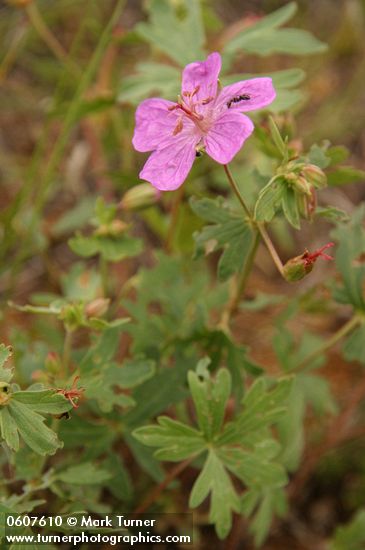 Richardson's Geranium