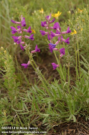 Purple Locoweed