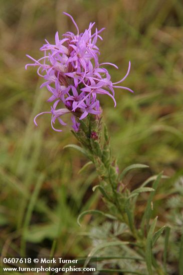 Dotted Blazing Star (Dotted Gayfeather)