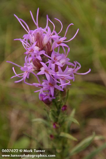 Dotted Blazing Star (Dotted Gayfeather) blossoms detail