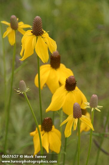Prairie Coneflower (Mexican Hat) blossoms detail