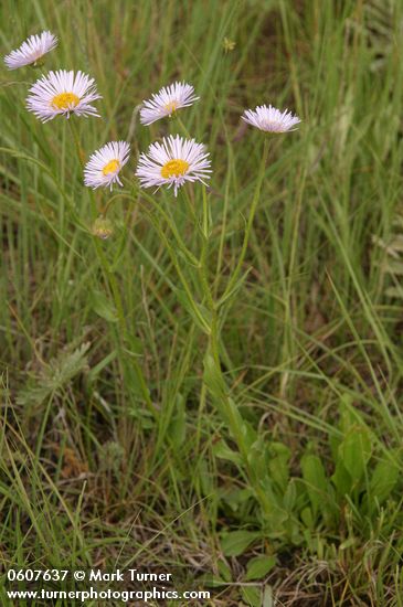 Beautiful Fleabane (Most Beautiful Daisy)