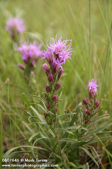 Dotted Blazing Star (Dotted Gayfeather)