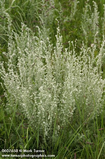 Fringed Sage (Estafiata, Prairie Sagewort)